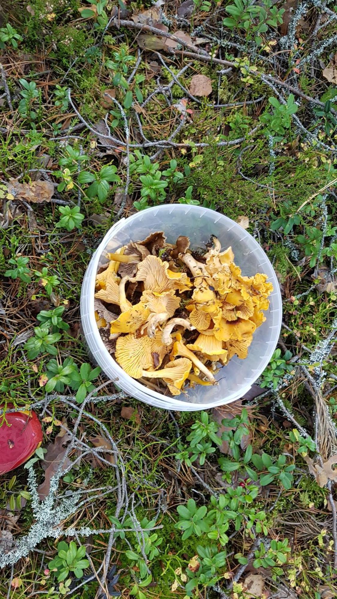 EnonkoskiValteri别墅 外观 照片