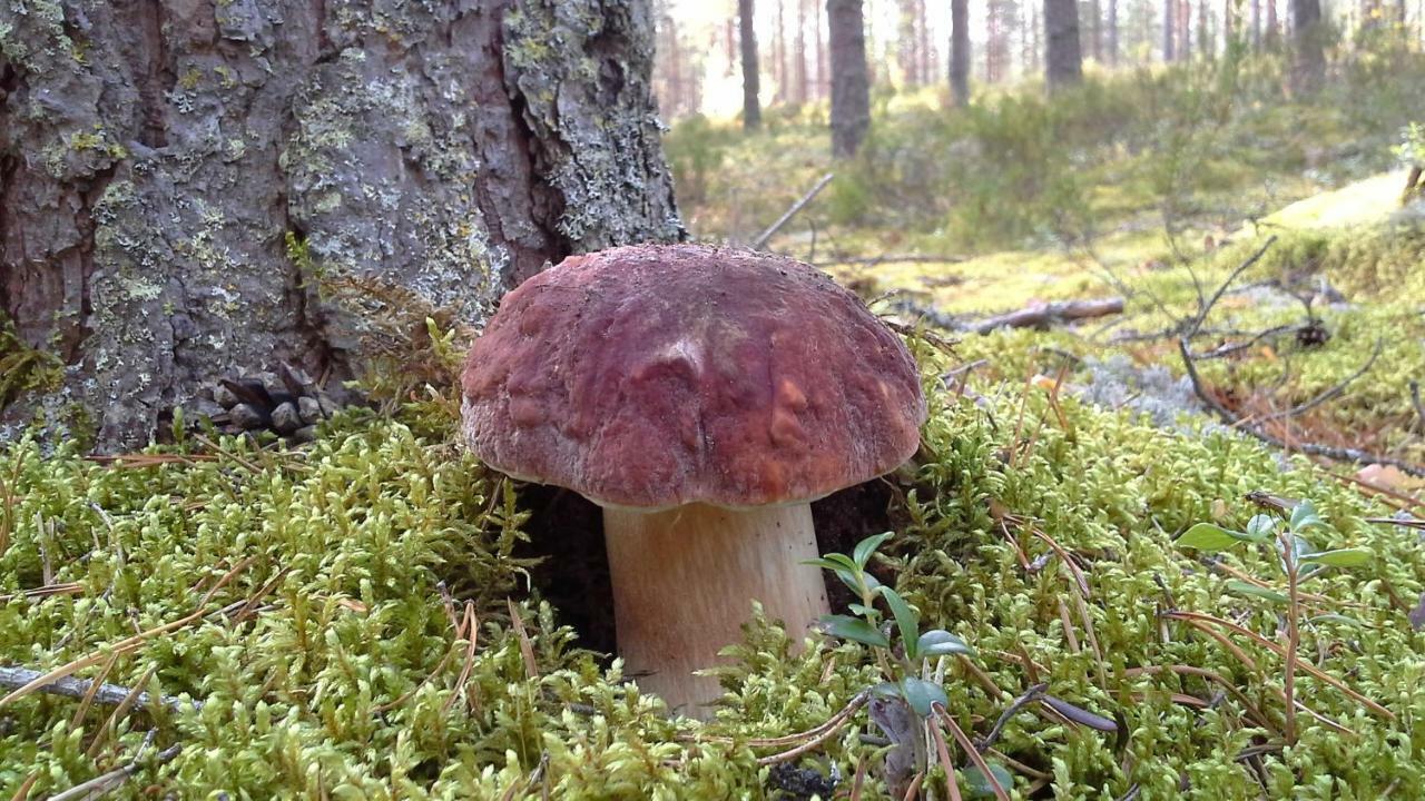 EnonkoskiValteri别墅 外观 照片